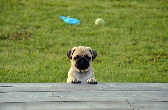 Ein erwartungsvoller Mops