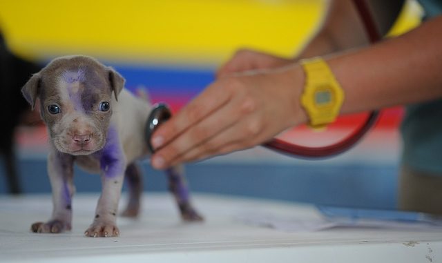 Häufige Krankheiten beim Mops