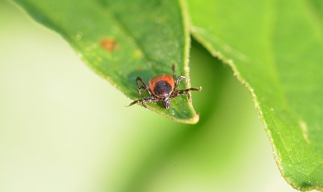 Parasiten beim Mops